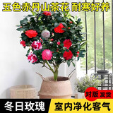 行湘茶花苗盆栽山茶花绿植花卉/五色赤丹约40-50CM高 不含盆 源头直发
