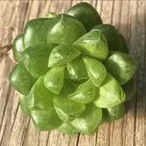 多肉植物自选套餐系列组合搭配花卉盆栽绿植精品多肉新手入门 水晶玉露2-3厘米 送盆土