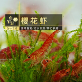 鱼官儿观赏虾黑壳虾工具虾草缸米虾淡水樱花虾水晶虾除藻虾活体水草莫斯 樱花虾15+5只抵损（0.8-1cm）