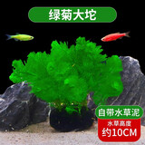 疯狂水草（FKSC）真水草鱼缸造景套餐净化水质懒人鱼缸水草植物直接入缸蜈蚣草 【自带水草泥】绿菊大坨