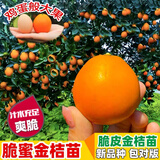 脆蜜金桔苗脆皮金桔树苗新品种脆蜜金柑无籽新品种融安大甜果树苗 脆蜜金桔(大果) 两年苗带土带叶发货