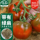 寿禾 番茄种子酸甜西红柿大果蔬菜种籽 潍育铁皮青肩柿子种子80粒