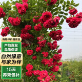 泰西丝红木香花苗爬藤花卉不含盆   红木香约50-80CM左右高 源头直发