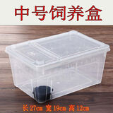 泷戈蟋蟀活体爬宠食物白蟋蟀蛐蛐蜥蜴守宫鬃狮蜘蛛蝎子粮食活食樱桃红 中号养殖盒