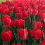 鑫意郁金香种球水培绿植土培室内花卉种子盆栽植物花种 红色长安郁金香种球5个