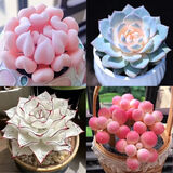 寄春多肉套餐特玉莲女王麦秆剑司诺娃水蜜桃侧影净化空气室内桌面盆栽 丘比特+粉蓝鸟+剑司诺娃+桃蛋3头
