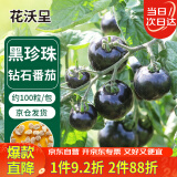 花沃里黑珍珠约100粒 西红柿种子黑钻石蔬菜种子红珍珠阳台庭院田间种植
