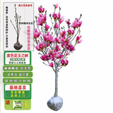 滨淇紫玉兰花树北美三桥棒棒糖树形包/矮化紫色1公分粗源头直发