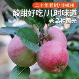 密农人家国光苹果 小国光正宗国光苹果老品种今年新下树 口感酸甜时令水果 3斤