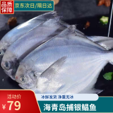 魃鲜海捕新鲜银鲳鱼 鲜冻大号白鲳鱼 海鲜水产生鲜 鲳鳊鱼平鱼海扁鱼 200g -300g/条（2条装）