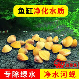 专吃鱼屎粪便黄金小河蚌河蚬淡净水观赏螺鲜活物黄金螺贝壳苗活体 河蚬10颗送8颗备损(净水观赏）