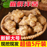 辰实【现挖现发】洋姜新鲜 大号现挖野鬼子姜菊芋腌菜 生姜不辣蔬菜 5斤 大号【白洋姜】 推荐