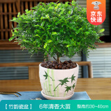 开时果 正宗胡椒木盆栽清香型 桌面植物苗防驱蚊草绿植盆景源头直发包邮 【6年大苗】竹韵瓷盆+肥料