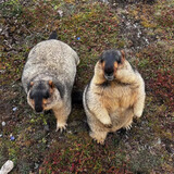 网红土拨鼠活物迷你国产黑尾土拨鼠幼崽活体自家繁殖包活到家包邮 旱獭土拨鼠