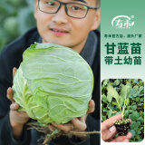 寿禾 包菜绿甘蓝种子包头菜圆白菜苗秋季季播种寿光大头菜四季菜籽 绿甘蓝苗 24棵