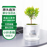 萌肉居小叶赤楠盆栽室内绿植花卉养盆景常绿小叶赤楠苗+早安盆源头直发