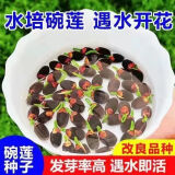 【7天发芽】碗莲种四季开花水培水养绿植睡莲荷花无土盆栽花卉 【10大粒混色开口】带普通塑料盆