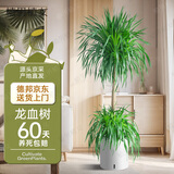 植男植女龙血树千年木大型客厅室内植物办公室龙须树老桩盆栽好养源头直发