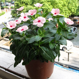 长春花种子日日春天天开花种籽易活四季播种庭院阳台盆栽耐热花卉 粉色长春花种子200粒/送肥料