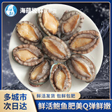 海蕴极鲜【活鲜】鲜活鲍鱼 新鲜烧烤食材年货春节送礼 5-6只/斤 大号鲍鱼