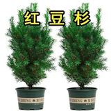 【加级耐寒】红豆杉树苗盆栽正宗曼地亚红豆杉室内外吸净化空气 一公一母70-80厘米2颗
