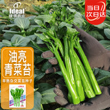 IDEAL理想农业 苏州青菜苔种子四季蔬菜种籽庭院易种杂交菜心菜薹种子