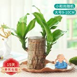 九月生巴西木水培植物幸运木桌面绿植盆栽办公室室内水养小盆景