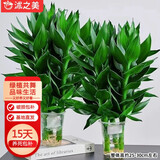 沭之美观音竹无土栽培水培绿植 观音竹3株+一次性塑料杯【2套】源头直发