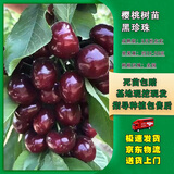 嫣蓝车厘子树苗大樱桃苗盆地栽果树苗黑珍珠2.5-3公分粗1棵源头直发