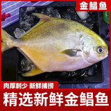 金鲳鱼 顺丰海鱼鲳鱼金昌鱼平鱼海鲜水产鲜活冷冻 1条装【特大号0.8-1斤/条】