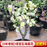 花翁海棠花盆栽树苗重瓣长寿冠盆景老桩庭院阳台绿植室内花卉源头直发