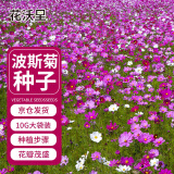 花沃里波斯菊花种子约10g/包 花卉种子家庭盆栽花籽阳台办公庭院草籽