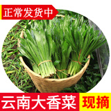 辰实云南大香菜 德宏缅芫荽 刺芫荽 傣族傣味香料 新鲜蔬菜 1000g【新鲜云南大香菜】