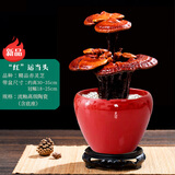 乐喜乐灵芝盆景活体赤灵芝盆栽办公室桌面招财花卉送礼物植物客厅盆栽 大双层含鸿运当头流釉瓷盆 带盆栽好