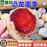 黛陌  嫁接李子苗 南北方种植 李子树苗 果树苗李子当年结果 恐龙蛋李子 3年苗好成活