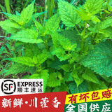 四川新鲜藿香叶鱼香叶 露天现摘鱼香菜藿香苗草 泡茶做菜霍香叶子 绿色 藿香纯叶子+嫩尖100g