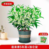 欧悟米兰花盆栽花卉植物室内四季开花带花苞浓香茉莉花苗盆景驱蚊绿植 精选夜来香5年苗含加仑盆