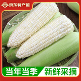 粤品广西花白糯玉米2025新鲜现摘甜粘黏香带皮黑玉米棒整箱蔬菜苞谷 白糯玉米9斤