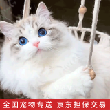 涴喵 布偶猫活体幼猫宠物猫咪活体海双蓝双山猫布偶蓝眼睛长毛仙女猫 宠物级 山双布偶猫