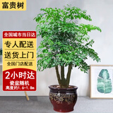 绿韵花田【两小时达】发财树金钱树散尾葵天堂鸟大型室内开业送礼好养绿植 三叉富贵树