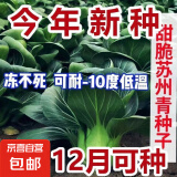 【京东物流】蔬菜种子四季播盆栽阳台庭院香菜生菜菠菜简单秋易种 黑叶苏州青种子1包约1000粒