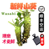 【顺丰】新鲜山葵 待磨鲜山葵根 芥辣日料wasabi芥末原材料 100g（2-5根）