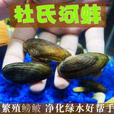 冷水鱼观赏鱼高体鳑鲏鱼原生鱼七彩旁皮鱼旁皮活体小型淡水鱼好养 鳑鲏鱼繁殖河蚌2个