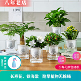 雅卉水培植物盆栽发财树办公室内小绿植芦荟吊兰花卉盆栽好养 发财栀子长寿荷花绿萝虎刺 含盆