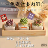 墨一【送货上门】多肉植物带盆组合套装多肉办公室绿植花卉三八节礼物 白瓷3盆（栽好发货）