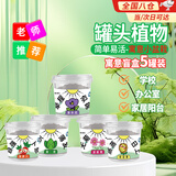 德沃多儿童种植小盆栽植物盲盒种子迷你桌面绿植创意diy礼品寓意小盆栽