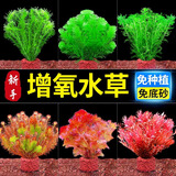 胜画鱼缸水草植物直接入缸净化水质蜈蚣竹节罗兰绿菊水榕养鱼专用底部 【精品优选】阿根廷小九冠