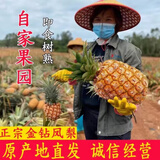 梦茜儿海南金钻凤梨 水果8斤新鲜正宗香水无眼菠萝手撕特产生鲜整箱 3斤 A级特大果【1个】