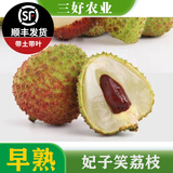 黄忠文广西荔枝树苗无核荔枝苗 妃子笑嫁接荔枝苗木桂味荔枝苗盆栽庭院 3年妃子笑苗（高60-80cm）
