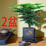 格调生活文竹盆栽室内绿植花卉盆景四季常绿植物云竹客厅办公桌摆盆景 买一送一、发2盆文竹舍得方形盆